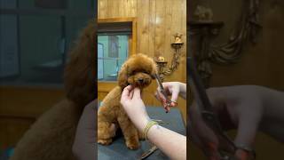 Cutest poodle puppy face transformation toypoodle doggroomingtips beforeandafter [upl. by Aicilf]