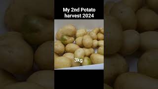 Harvested Potatoes gardening farmer backyardgardening potatoes shortvideo hobby goodvibes [upl. by Yenohtna]