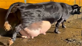 World Champion Highest Milking Girlando Cow Farming in Brazil  Gir Cow [upl. by Shaper]