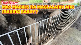 Ang Sekreto ng Mabilis na Paglalandi ng Inahing Baboy ng RnD Farm [upl. by Serles]