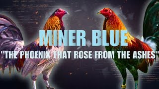 MINER BLUE GAMEFOWL BLOODLINE Fighting Style and History [upl. by Ma]