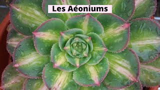 Culture et entretien des Aéoniums  Succulentes 😊 [upl. by Hcab]