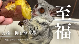 Bushbaby おさる一推し焼き芋🐵🍠 [upl. by Airrotal]