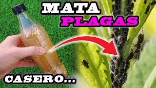 MATA todas las PLAGAS de tus plantas con el INSECTICIDA CASERO más eficaz [upl. by Ahsilyt]