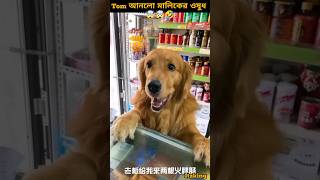 Tom maliker oshud niye alo 🤯🤣🤣shorts youtubeshorts factshorts funny dog shortvideo [upl. by Nylasor]