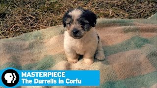 THE DURRELLS IN CORFU on MASTERPIECE  Animals On Set  PBS [upl. by Odille]