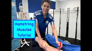 Unleash the Power Hamstring Muscles Anatomy Explained [upl. by Garvin]