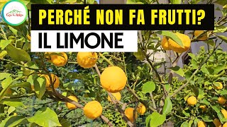 Perchè Il LIMONE NON FA FRUTTI [upl. by Flossy985]