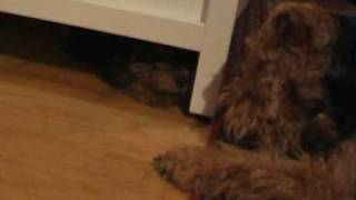 Wild Welsh Terrier Puppy under the wardrobe [upl. by Ahtnamas]