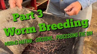 Worm Breeding for Beginners  Part 3 [upl. by Eriuqs]