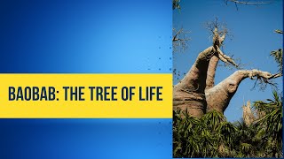 Discover the Legendary Baobab Tree Nature’s Water Tower and Cultural Icon baobabtree factsvideo [upl. by Lletnohs230]