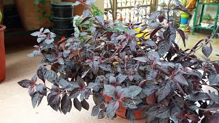 How to Grow and Care Loropetalum Plant  Border Plant  Fun Gardening [upl. by Snevets]