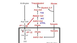 Lipolyse Oxydation Lipoprotéines partie 2 [upl. by Modesty35]