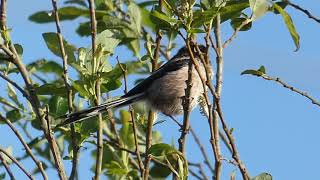 Mésange à Longue Queue chant [upl. by Haman253]