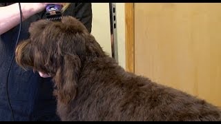 Labradoodle Grooming with WAHL KM5 Clipper [upl. by Delila]