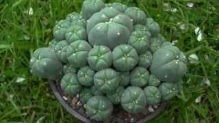 Lophophora caespitosa [upl. by Elleval]