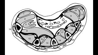 anatomie de la main 55  les régions [upl. by Lacram]