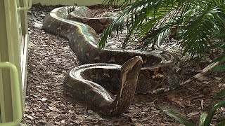 Giant 19 Foot 200 Pound Reticulated Python at Naples Zoo [upl. by Jenine]