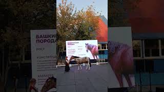 Horses of Russia Bashkir breed russia moscow horse [upl. by Marquez311]