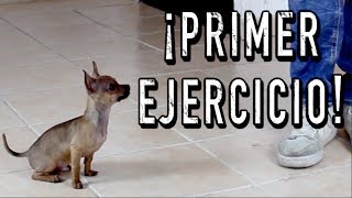 El PRIMER ENTRENAMIENTO de un perro CACHORRO  MartGon [upl. by Valer]