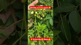 Benefits of Curry leaves plant shorts viralvideo gardening plants plantcare curryleaves [upl. by Chernow252]