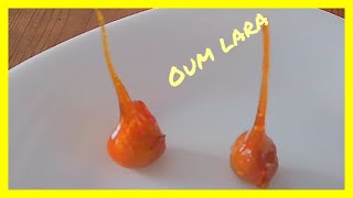 Comment faire des décoration en caramel avec des noisettes 😋😍🐿️ صنع البندق بالكراميل لتزين الحلويات [upl. by Trina]