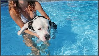 Rescue Pitbull Goes Swimming For The First Time [upl. by Anifad]