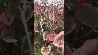 Cercis canadensis Carolina Sweetheart® Variegated Redbud Tree Coming soon to MrMaplecom redbud [upl. by Severin153]