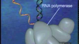 Protein Synthesis [upl. by Lyons677]