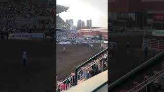 Calgary Stampede Relay races culture horse extremesports sports equestrian [upl. by Ras728]