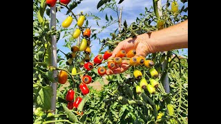 Pomodoro marciume apicale cause e soluzioni [upl. by Arahd]