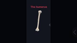 The Humerus Bone medshorts mbbsanatomy anatomicalterms science [upl. by Eilrebmik]