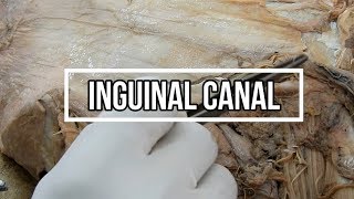 Inguinal Canal [upl. by Jelsma587]