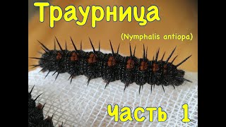 Траурница Nymphalis antiopa Часть 1 [upl. by Yerot]