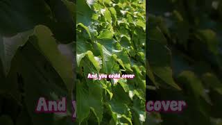 Boston Ivy is the Best Cover Up – Fast Beautiful and Easy to Grow [upl. by Eemiaj]