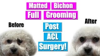 Matted Bichon Grooming  Dog Transformation [upl. by Teddy]