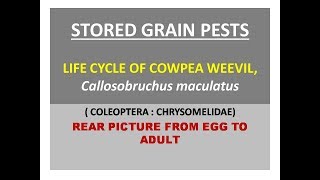 Life cycle of Cowpea weevil Callosobruchus maculatus [upl. by Reivaxe78]