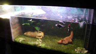 TORTUE pelomedusa aquarium 240 LITRES [upl. by Liddie]