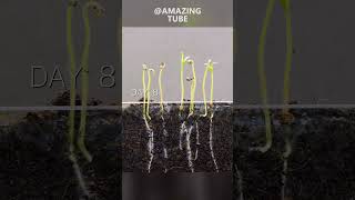 Growing tomato plants timelapse amazingtube [upl. by Reave]