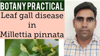 Leaf Gall disease in Millettia pinnata [upl. by Colver]