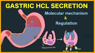 Gastric acid HCL secretion Mechanism and Regulation [upl. by Adnarahs]