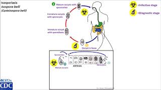 Isospora belli life cycle [upl. by Enalahs]