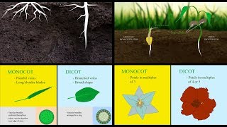 Monocots vs Dicots [upl. by Alyos]