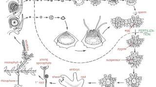 Lycopodium versus Selaginella life cycles [upl. by Alex]