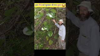 इस पौधे को भूलकर भी मत छूना 😳🌳 shorts [upl. by Ralph]