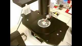 MM3ALMP  Micromanipulator for light microscopy probing applications [upl. by Ahsuas300]