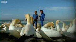 Epic Gannet Journeys  Animal Camera  BBC Earth [upl. by Mancino]