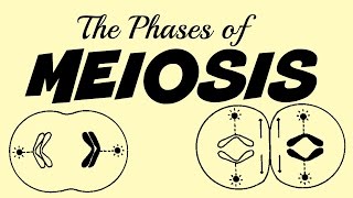 Phases of Meiosis simulation [upl. by Martel514]