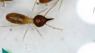 Pest control for termites in sydney [upl. by Gilemette]