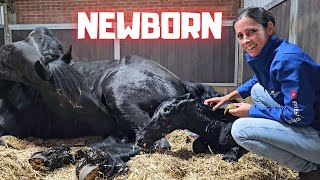 Welcome to the world newborn Yfke I have to help  This is very special  Friesian Horses [upl. by Refiffej]